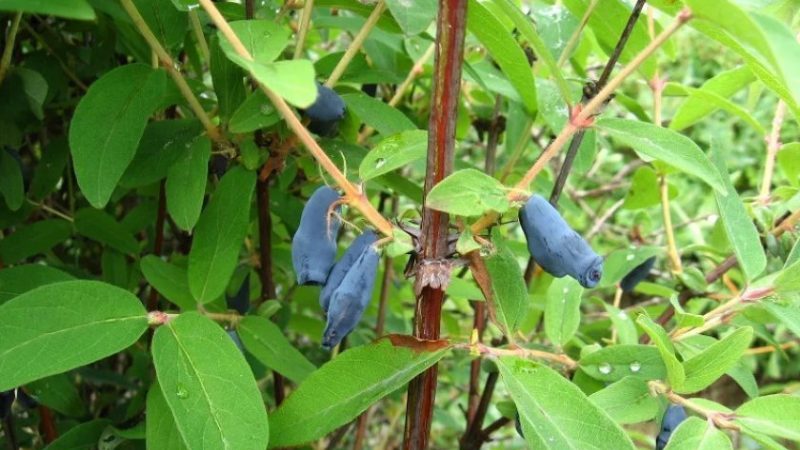 Geißblattsorte für die Zwischensaison mit süß-saurem Geschmack, Nachtigall