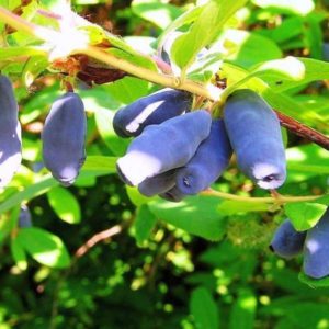 Geißblattsorte für die Zwischensaison mit süß-saurem Geschmack, Nachtigall