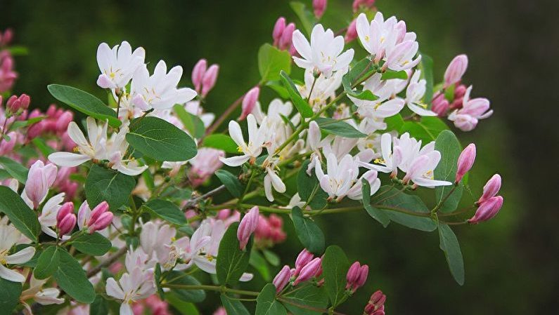 Tabell over kaprifolbestøvere - typer og metoder for pollinering