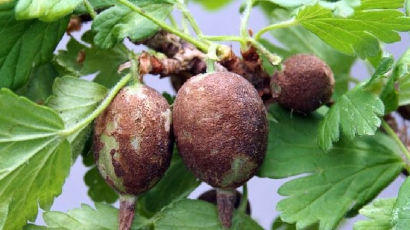 Wie man mit Schimmel an Stachelbeeren umgeht