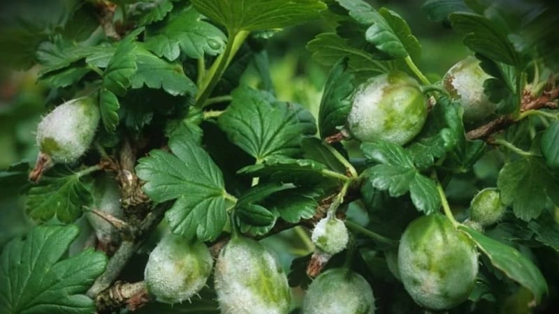 Paano haharapin ang amag sa mga gooseberry