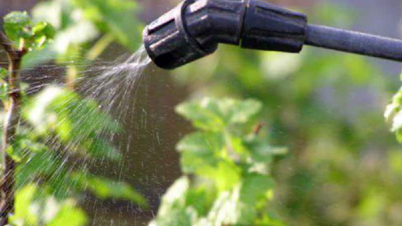 Come affrontare la muffa sull'uva spina