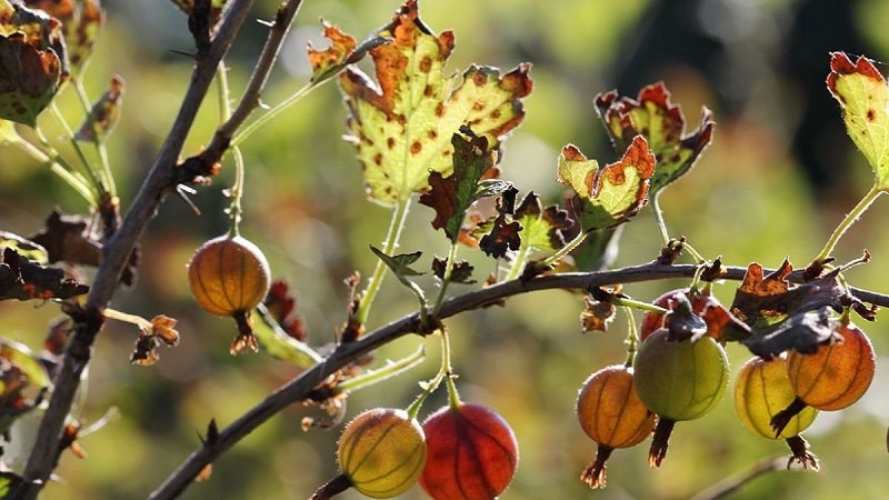 Bagaimana untuk menangani acuan pada gooseberries