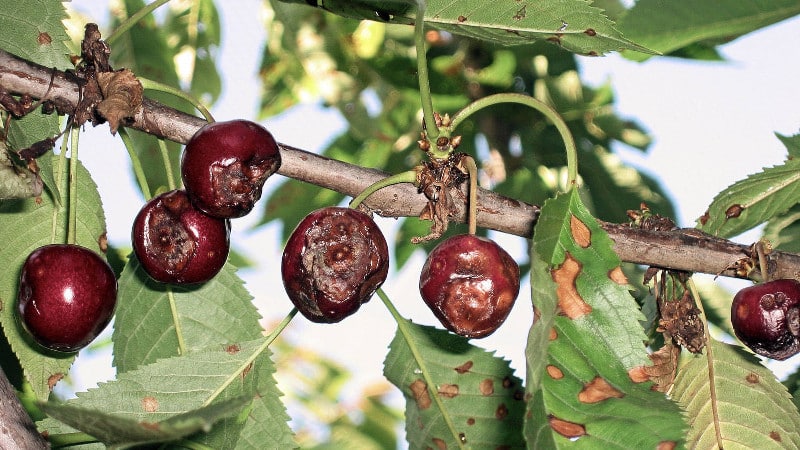 Why do cherry leaves turn yellow in July and how to treat the tree correctly