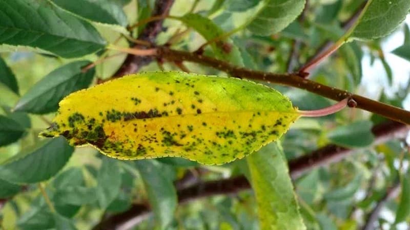 Kāpēc jūlijā ķiršu lapas kļūst dzeltenas un kā pareizi apstrādāt koku