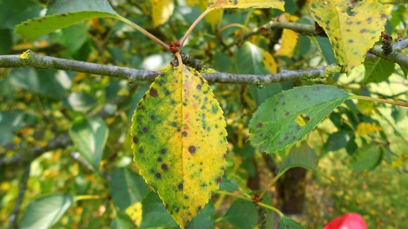 Perché le foglie di ciliegio diventano gialle a luglio e come trattare correttamente l'albero