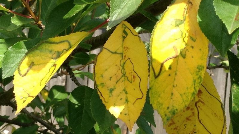 Why do cherry leaves turn yellow in July and how to treat the tree correctly