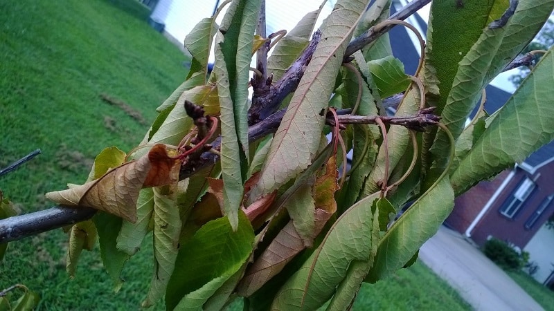 Why do cherry leaves turn yellow in July and how to treat the tree correctly