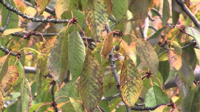 Why do cherry leaves turn yellow in July and how to treat the tree correctly