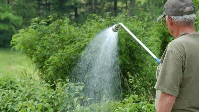 Instructies voor het water geven van frambozen in de zomer: frequentie, overvloed en methoden