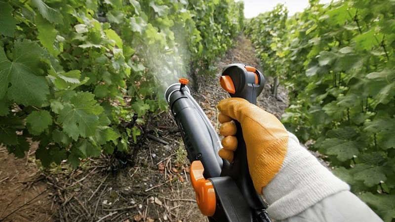 Come e cosa nutrire l'uva a giugno