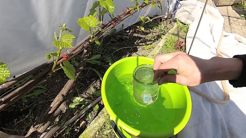 Come e cosa nutrire l'uva a giugno