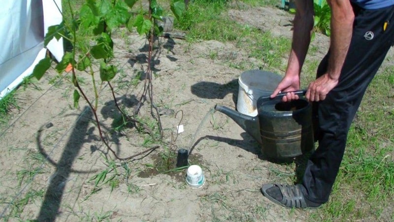 여름철 포도 관리: 포도원에서 필요한 작업과 숙련된 포도 재배자의 조언