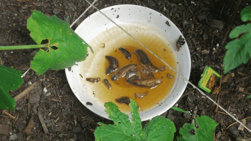 Cosa fare con i buchi nelle foglie di cavolo