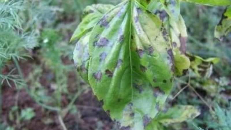 Mga dahilan kung bakit hindi maganda ang paglaki ng basil at kung ano ang gagawin dito