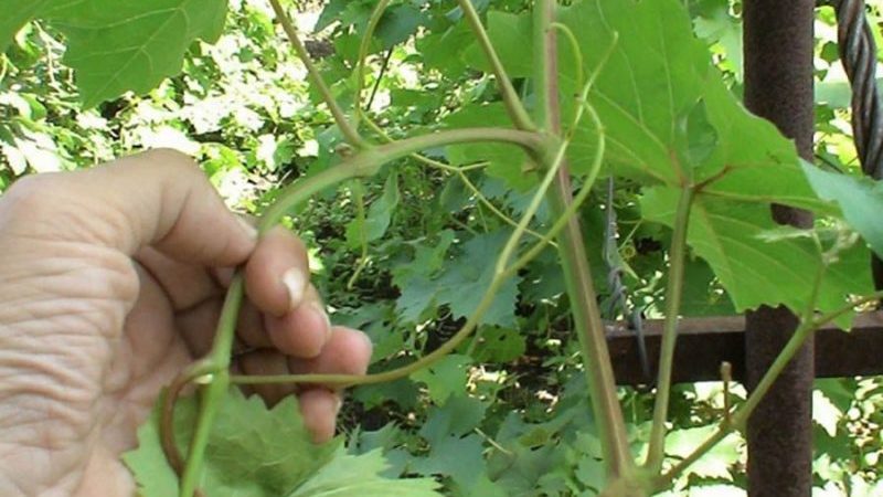 Navodila za nego grozdja v avgustu in nasveti izkušenih vinogradnikov