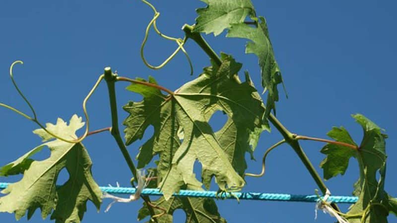 Como cuidar bem da uva em julho: o que fazer, dicas para viticultores iniciantes