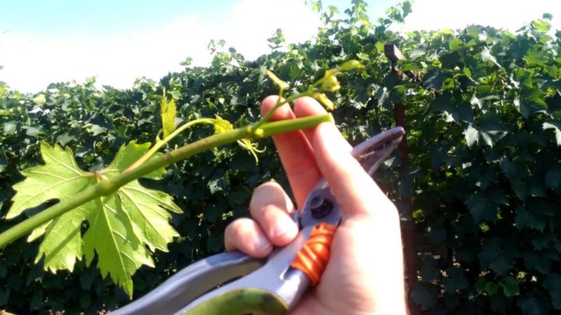 É possível acelerar o amadurecimento das uvas em agosto e como fazer