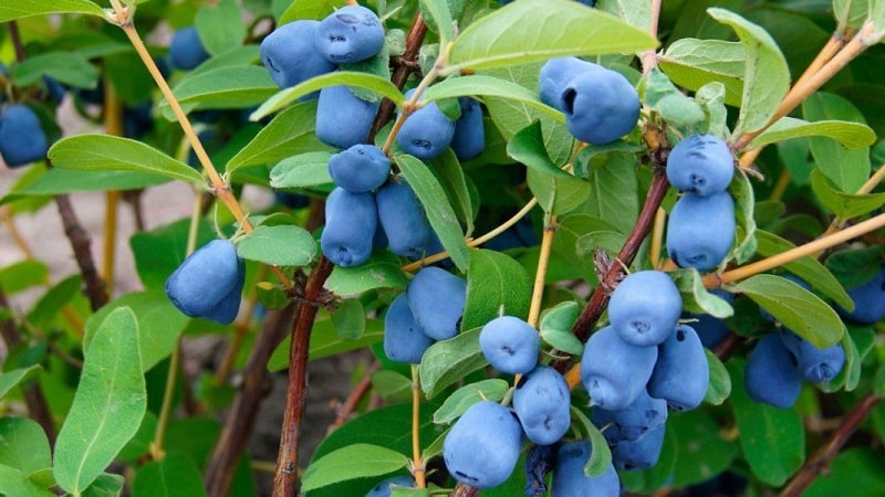 Wat te doen als kamperfoelie uitdroogt in de tuin en waarom dit kan gebeuren