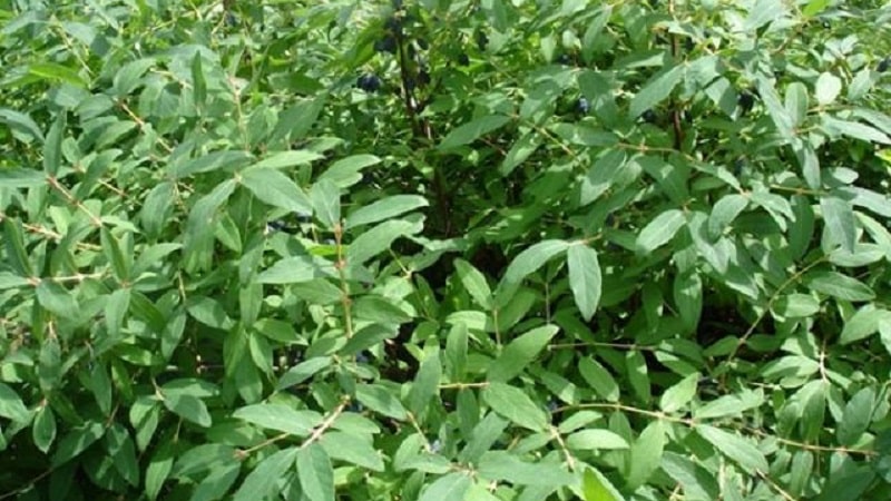 What to do if honeysuckle dries out in the garden and why this might happen