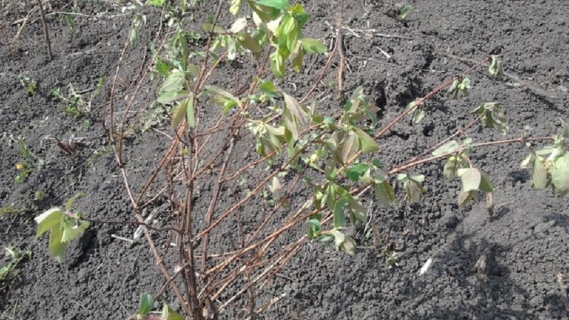 Was tun, wenn das Geißblatt im Garten austrocknet und warum das passieren kann?