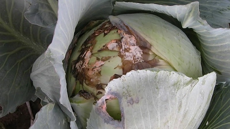 Was tun, wenn Kohl am Rebstock verrottet?