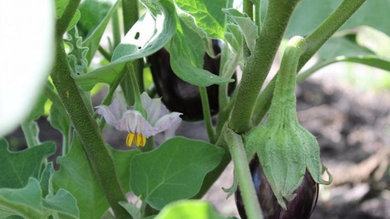 What to do if eggplants do not set in open ground and why this happens