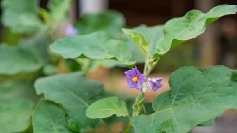 What to do if eggplants do not set in open ground and why this happens