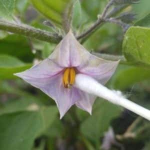 What to do if eggplants do not set in open ground and why this happens