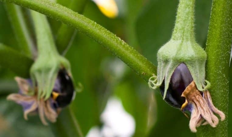 What to do if eggplants do not set in open ground and why this happens