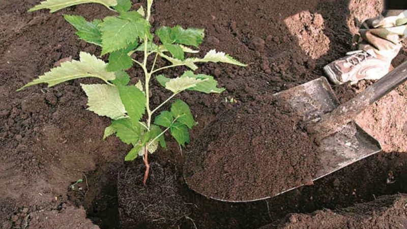 Instruccions per plantar correctament gerds a l'estiu per als jardiners principiants