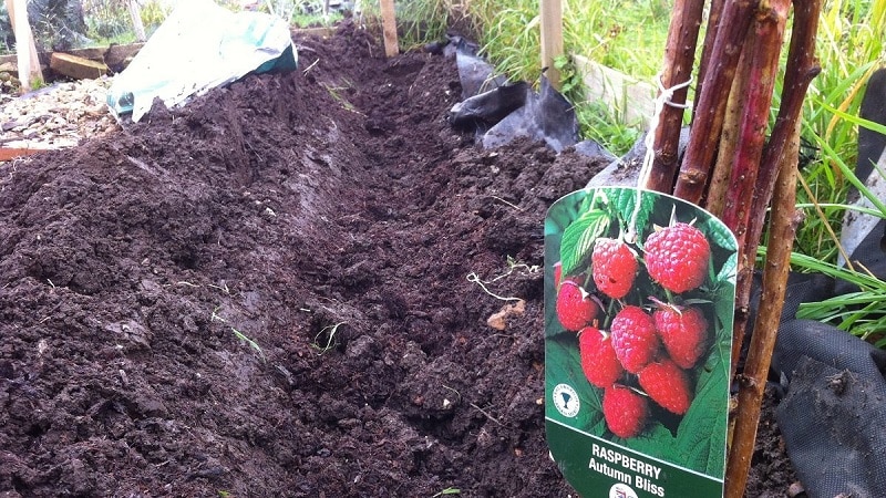 Arahan untuk menanam raspberi dengan betul pada musim panas untuk tukang kebun pemula