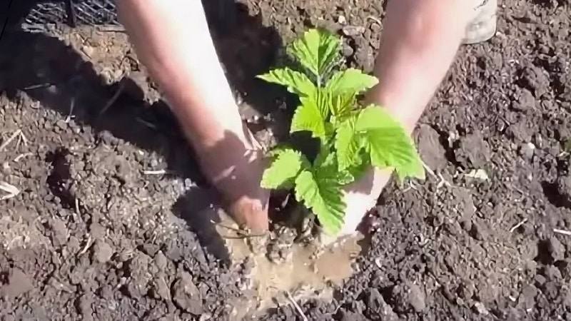 Návod na správnu výsadbu malín v lete pre začínajúcich záhradkárov