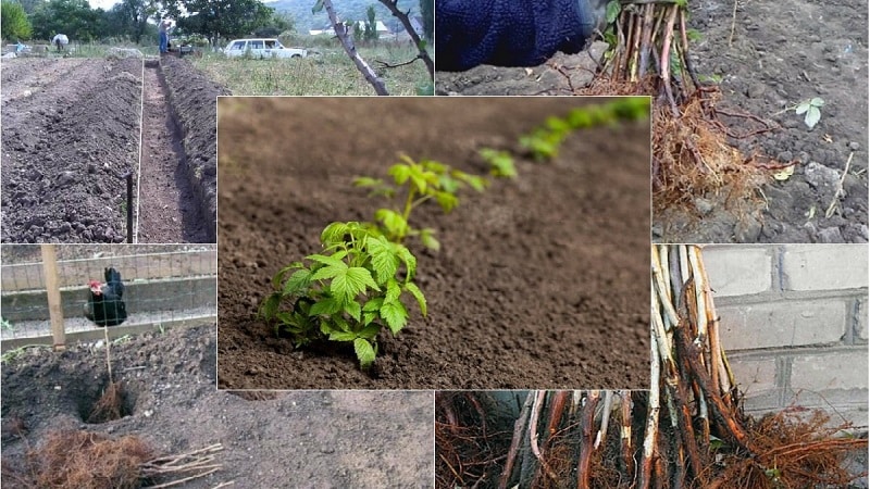 Istruzioni per piantare correttamente i lamponi in estate per i giardinieri principianti