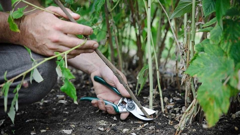 Bagaimana dan bila untuk memangkas raspberi pada musim panas selepas berbuah: arahan untuk tukang kebun pemula