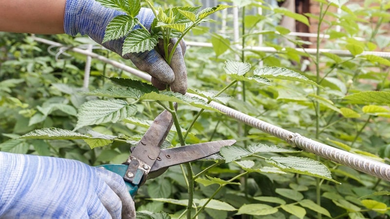 Bagaimana dan bila untuk memangkas raspberi pada musim panas selepas berbuah: arahan untuk tukang kebun pemula