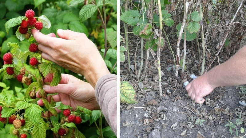 Hur och när man ska beskära hallon på sommaren efter fruktsättning: instruktioner för nybörjare trädgårdsmästare