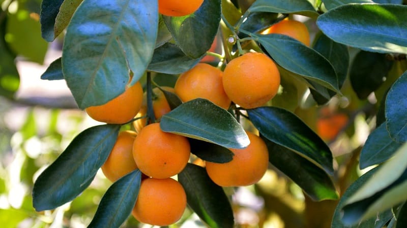 Kako se zove mješavina naranče i mandarine i koji još hibridi citrusa postoje?