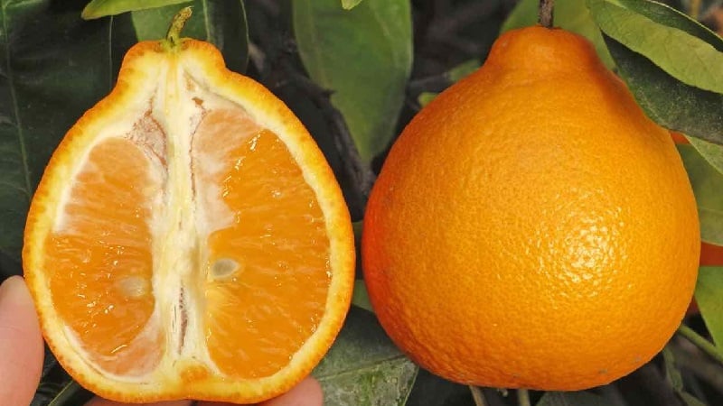 Kako se zove mješavina naranče i mandarine i koji još hibridi citrusa postoje?