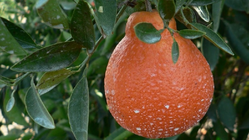 What is the name of the mixture of orange and tangerine, and what other citrus hybrids exist?