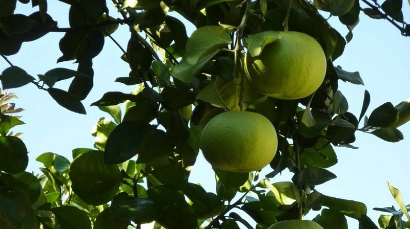 Apakah nama campuran oren dan tangerine, dan apakah kacukan sitrus lain yang wujud?