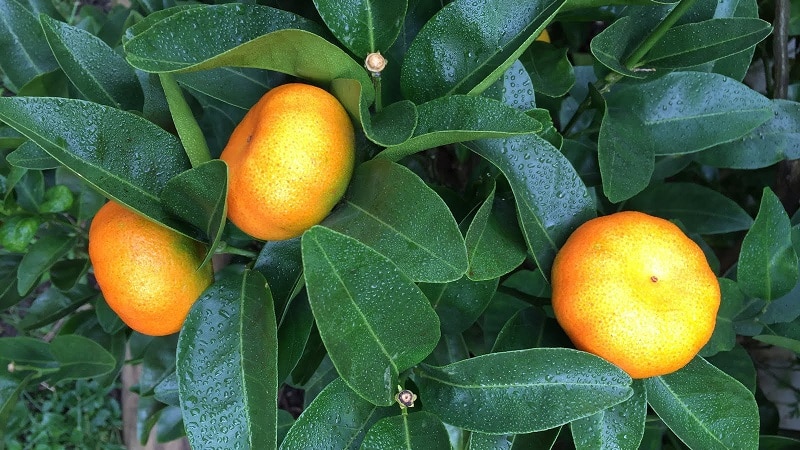 What is the name of the mixture of orange and tangerine, and what other citrus hybrids exist?