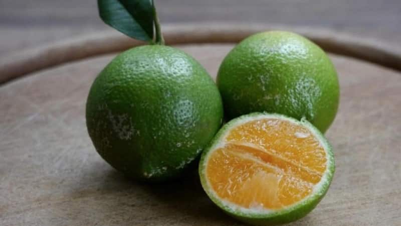 Ano ang pangalan ng pinaghalong orange at tangerine, at ano ang iba pang mga citrus hybrid na umiiral?