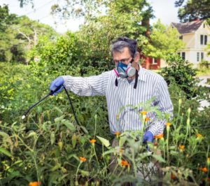 Instructions for treating raspberries in summer against diseases and pests