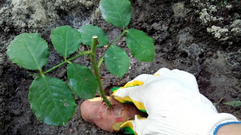 How to properly carry out cuttings of roses in the summer in July: step-by-step instructions