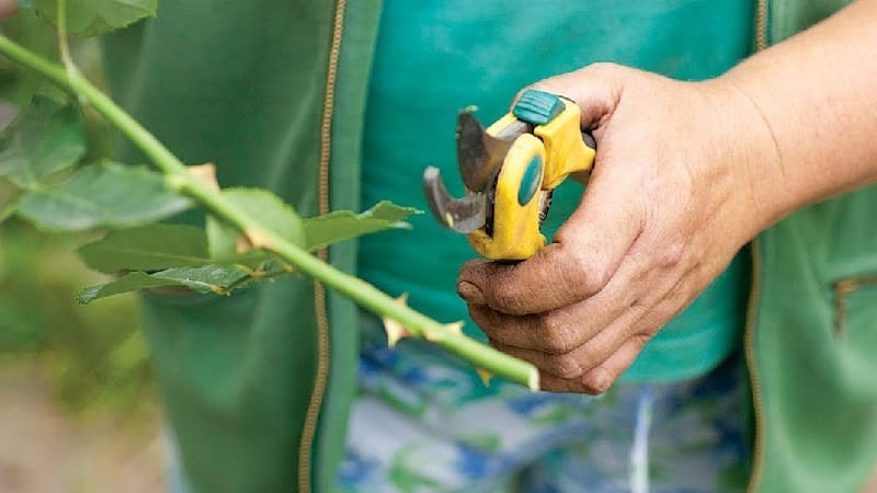 Como realizar corretamente o corte de rosas no verão de julho: instruções passo a passo