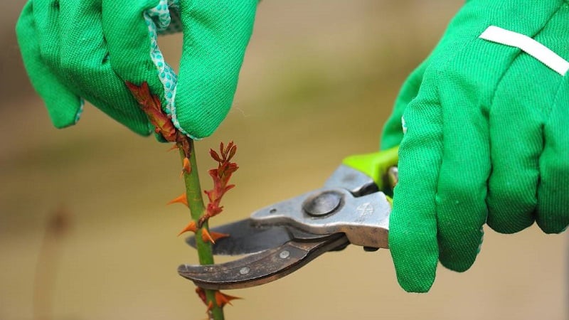 Como realizar corretamente o corte de rosas no verão de julho: instruções passo a passo