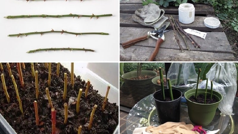 How to properly carry out cuttings of roses in the summer in July: step-by-step instructions