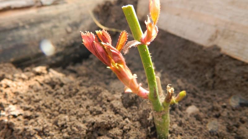 How to properly carry out cuttings of roses in the summer in July: step-by-step instructions