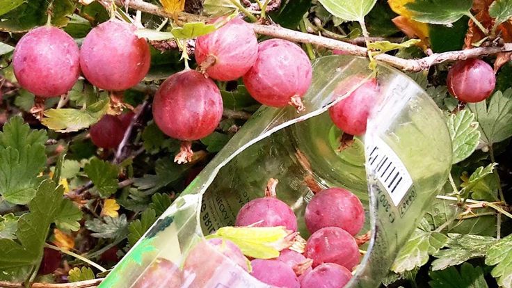 When do gooseberries ripen in the Moscow region and how to determine the ripeness of the berries